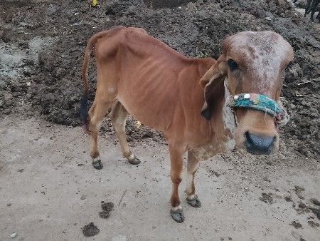 વાસળી વેચવા ની સે