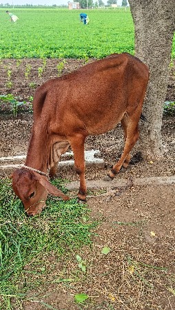 દેશી વાછડી વેચવાની છે