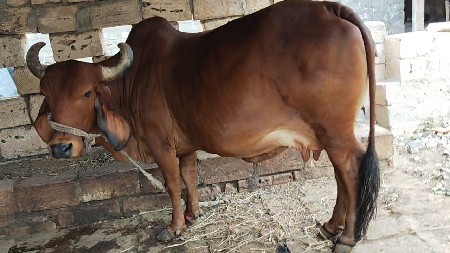 ગીર ગાય વેચવાની છે