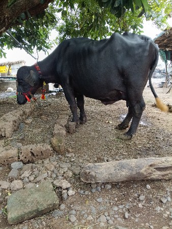 ભેંશ વેચવાની છે
