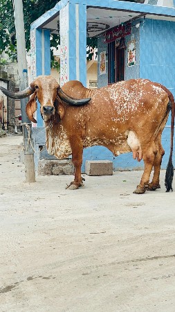ઓરીજનલ ભાવનગર લાઇન ગીર ગાય