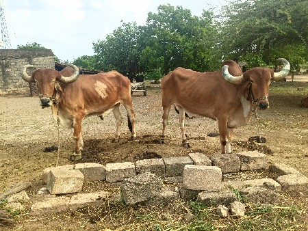 બળદ વેચવાના છે સાવ સોજા