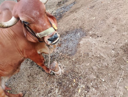 4વેતર