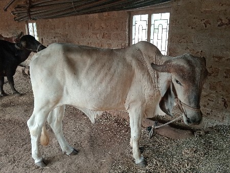 આ ગોધલો વેશવાનો છે