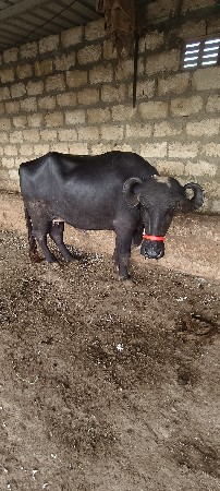 પેલું વેતર છે.