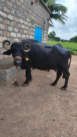ભેંસ વેચવાની છે