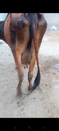 ગાય વેચવાની છે