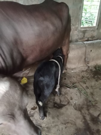 ભેંસ વેચવાની છે