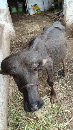 પાડો વેચવાનો છે