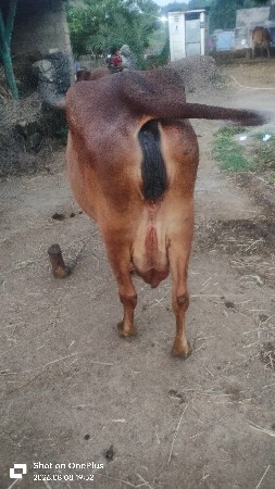 રાજેશ ભાઈ ભારું ભાઈ