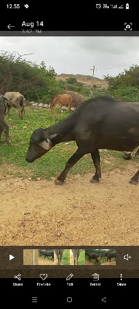 khadela vechva na che