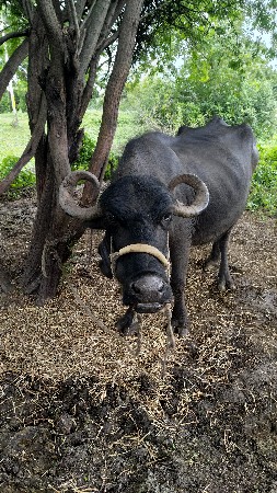 ભેંસ વેચવાની છે