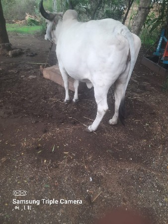 biju vetar gay vechvani se