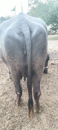 ભેંસ વેચવા ની સે