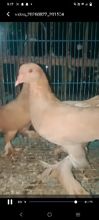 goldan fensy jodi