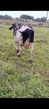 ગાય વેચવાની છે