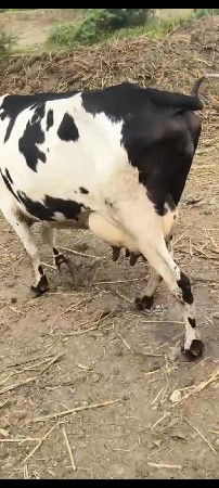 ગીર ક્રોસ