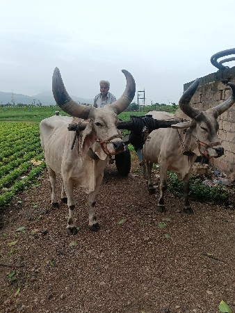 બળદ