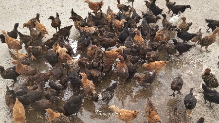 સોનાલી મુરઘી ના બચ્ચા વેચવાના છે
