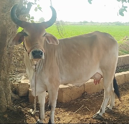 ગાય વેચવાની છે