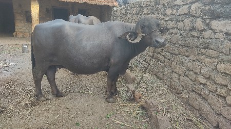 ભેંસ વેચવાની છે