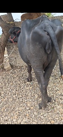 પહેલું વેતર