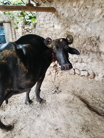 આભેસવેસવાનીસે