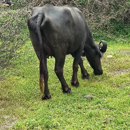 ખડેલી વેચવાની છે