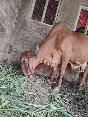 ગીર ગાય