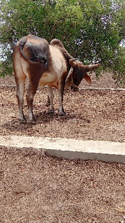 ગોઢલા ના સાટા કરવા ના સે