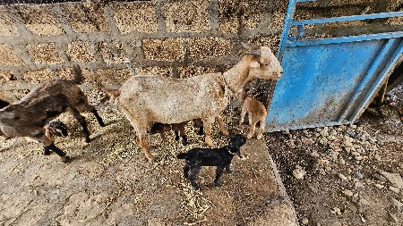 બકરી વેચવાની છે (3) બચ્ચા છે