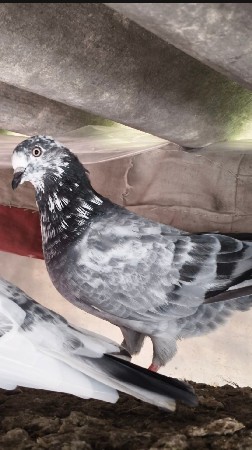 કબુતર નો જોટો વેચવાનો છે