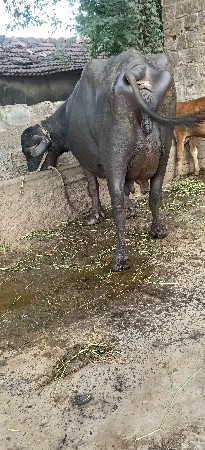 ભેંશ વેસવાની છે