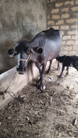 ભેંશ વેશવાણી છે પહેલું વેતર