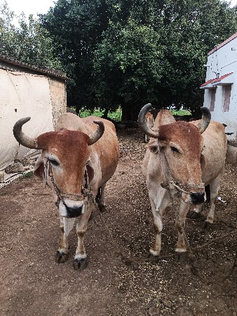 બળદ વેચવાના છે