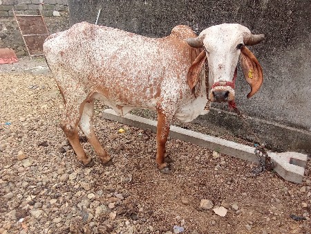 ગીર ગાય ની હોળકી વેચવાની છે
