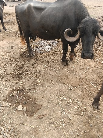 ત્રીજું વેતર