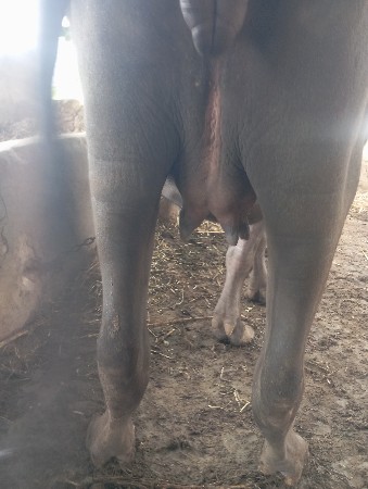 ખડેલૂ વેસવાનૂ સે