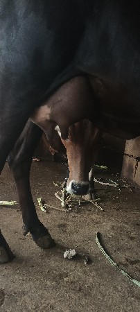 એસ એફ ગાય વેચવાની છે