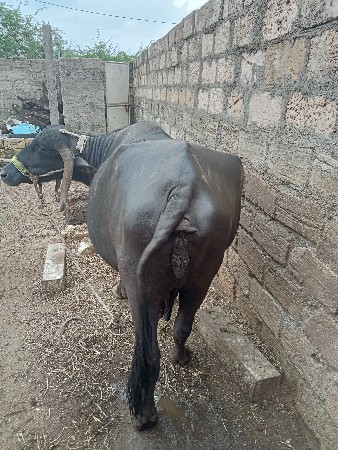 ભેંસ.વેસવાનીસે.તીજૂવેતરવિયાસે