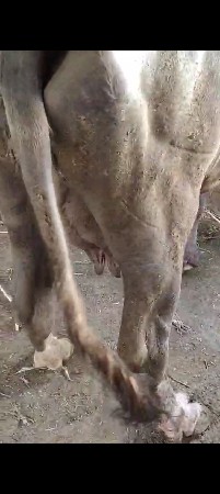 ભૂરી ભેંસ વેચવાની છે