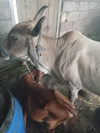 ગાય વેચવાની છે