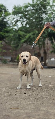 કુતરી વેચવાની છે