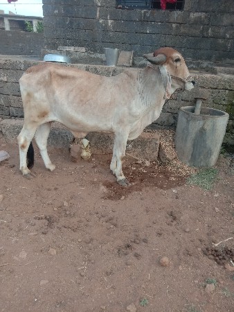 વેચવાનો છે
