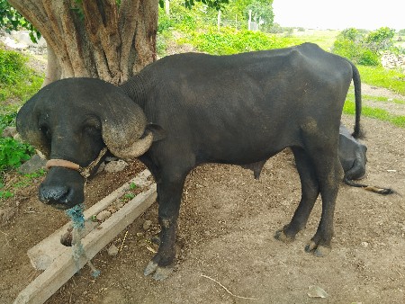 પાડો વેચવા નો છે