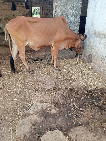 ગાય વેચવાની છે બીજું વેતર