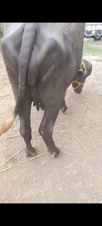 ભેંસ વેચવાની છે
