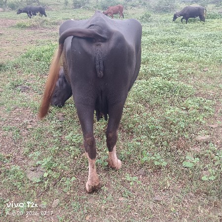 બીજું વેતર