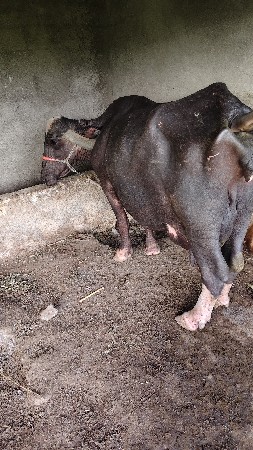 ભેસ વેચવાની છે