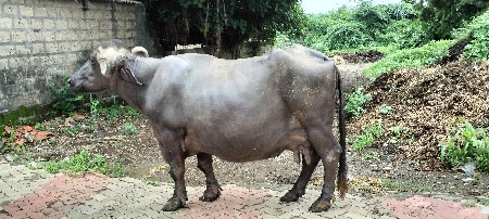 ઓરીજનલ જાફરાબાદી